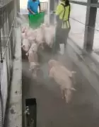 台糖東海豐養豬場高壓噴霧消毒通道